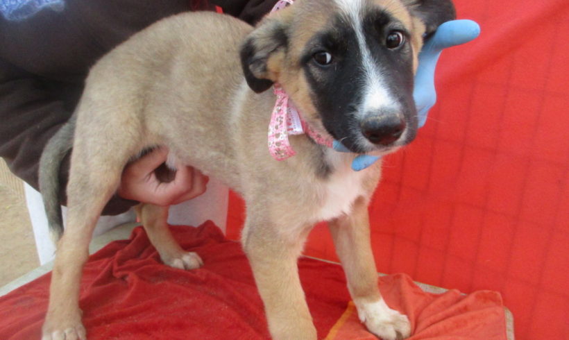 Mila adoptée 13.04.19 Mila adoptée 13.04.19