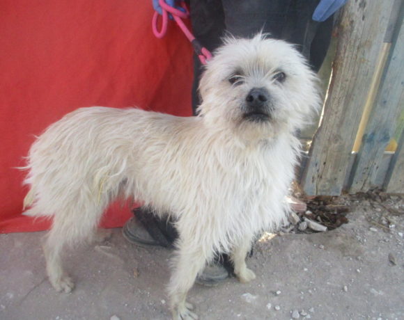 Accueil Coeur de Galgo