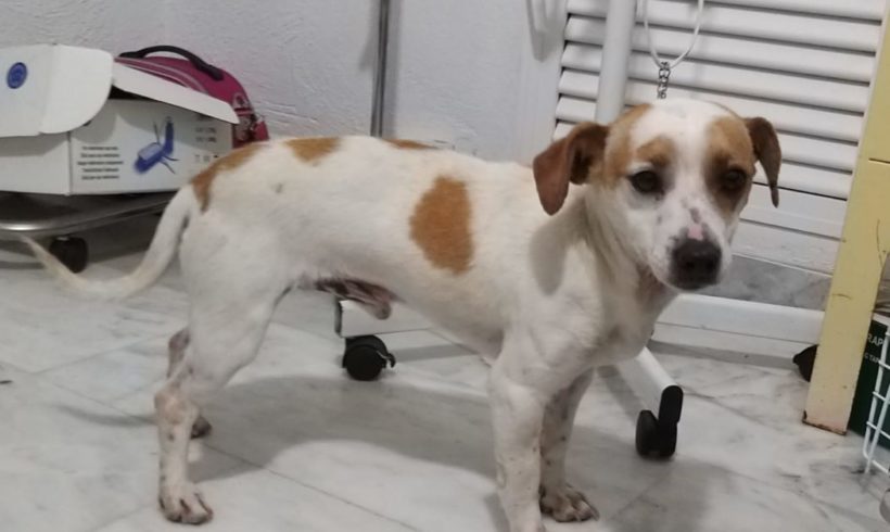 Smile adopté 13.04.19 Smile adopté 13.04.19