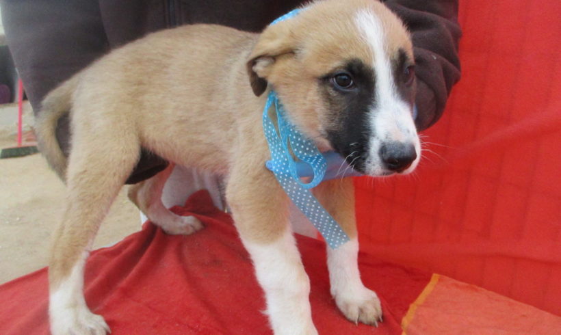 Tarik- Maverik adopté 13.04.19 Tarik- Maverik adopté 13.04.19