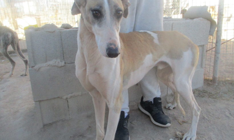 Alex adopté 7.12.19 Alex adopté 7.12.19