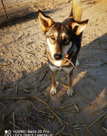 Bella adoptée 22.07.20