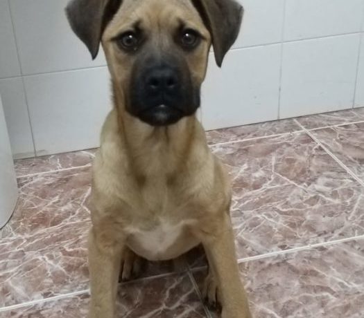 Cuba adoptée 20.07.19