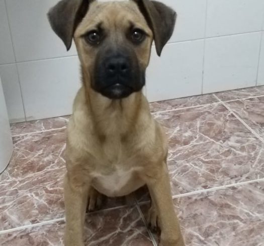 Cuba adoptée 20.07.19
