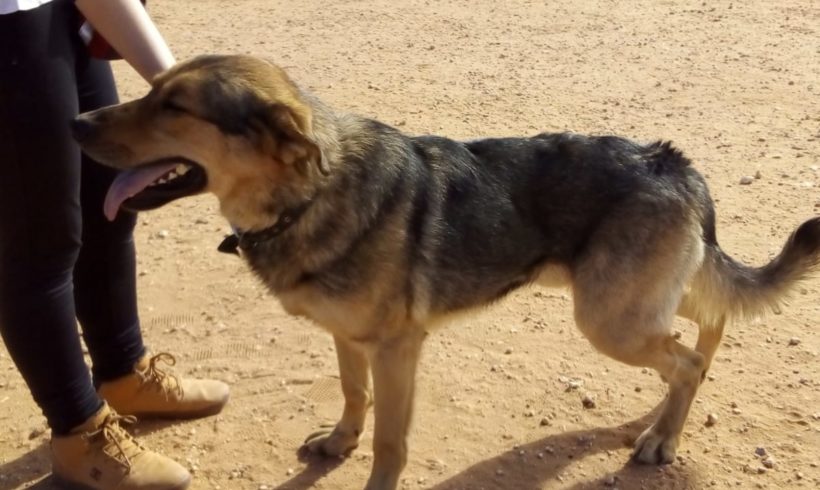Hulk adopté 22.06.19 Hulk adopté 22.06.19