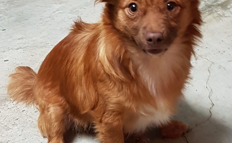 Naranjito adopté 02.05.19 Naranjito adopté 02.05.19