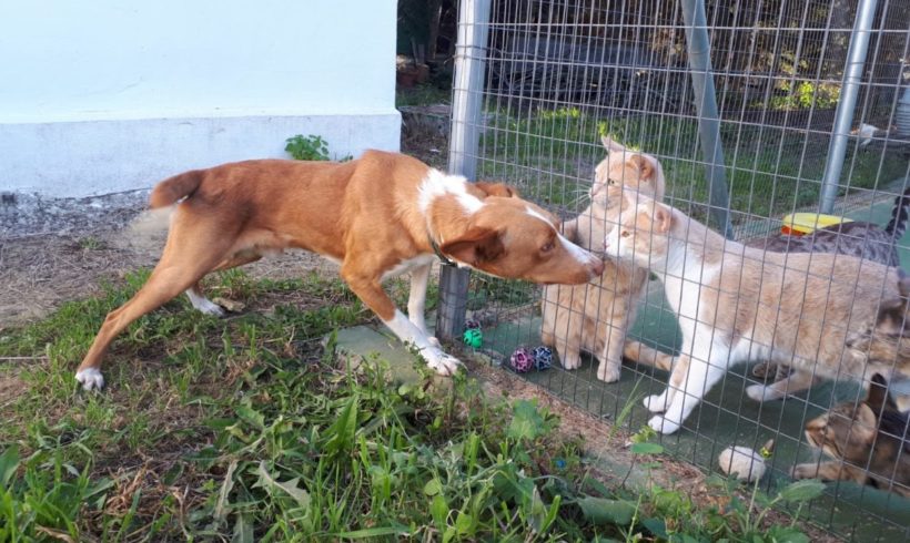 Perdigon adopté 01.06.2019