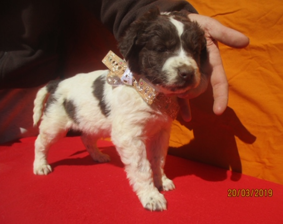 Tinko adopté 22.06.19
