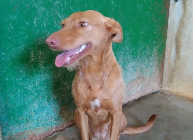 Amparito adoptée 11.09.2020