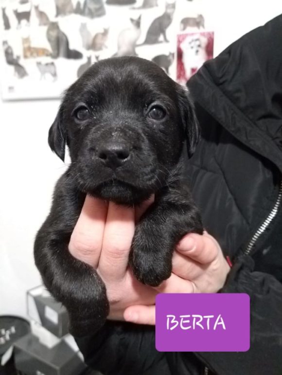 Berta adoptée 22.06.19