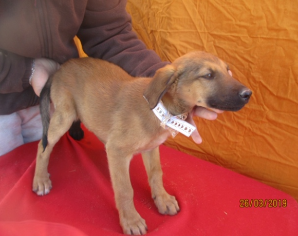 Buddy adopté 22.06.19