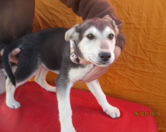 Caruso adopté 22.06.19