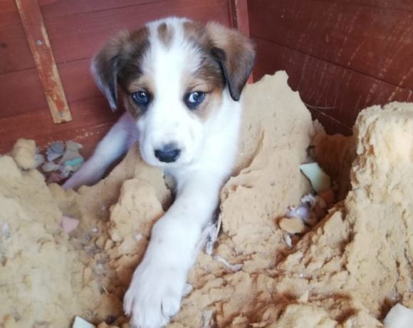 Coco adopté 22.06.19