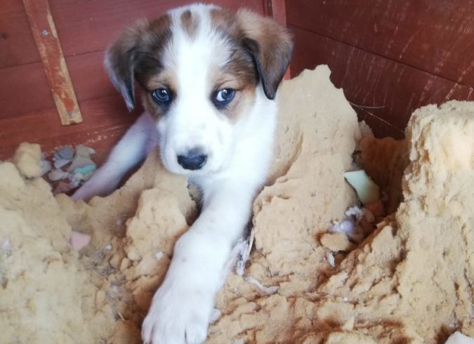 Coco adopté 22.06.19 Coco adopté 22.06.19