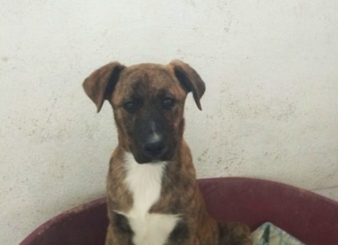Habana adoptée 7.12.19