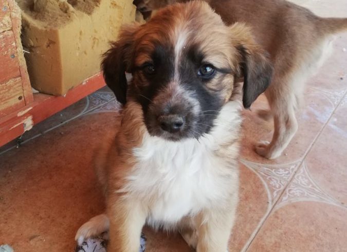 Iana adoptée 20.07.19 Iana adoptée 20.07.19