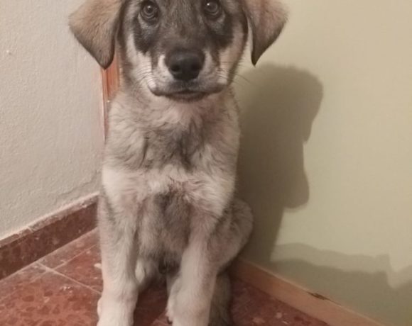 Accueil Coeur de Galgo