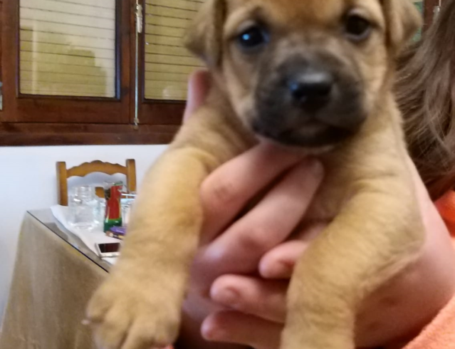 Luna adoptée 22.06.18