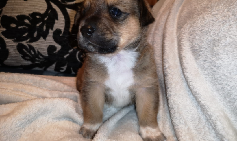 Shiva adoptée 22.06.19