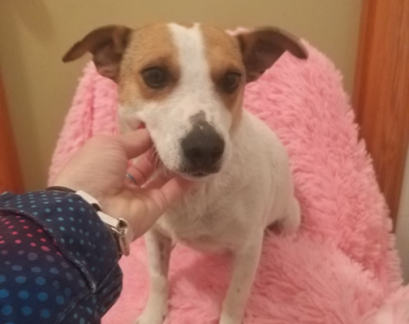 Tila adoptée 22.06.19
