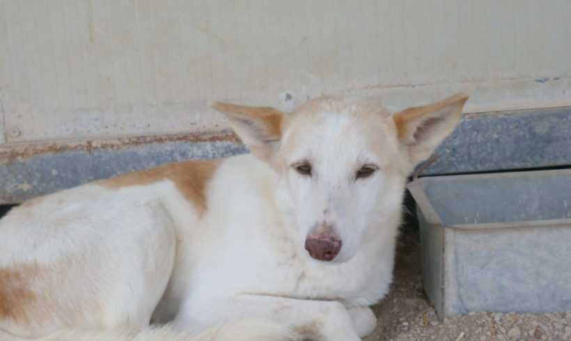 Fredy adopté 15.02.2020 Fredy adopté 15.02.2020