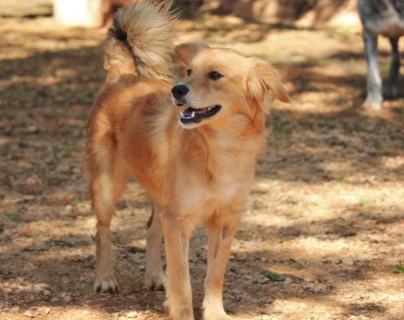 Kevin 2 adopté 20.07.19