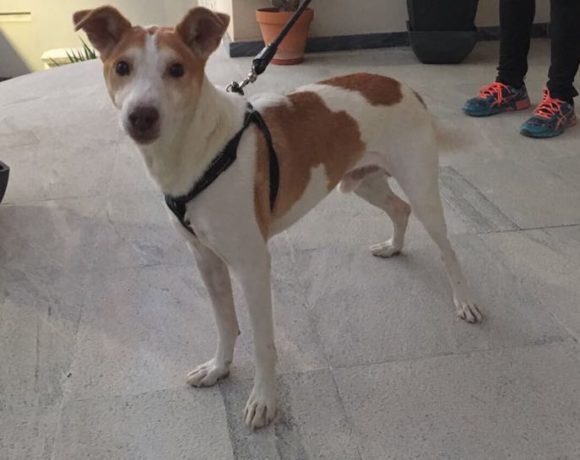 Roy-Floyd adopté 12.10.19