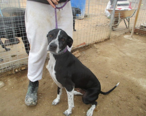 Terryn adopté (dcd 22.01.21)