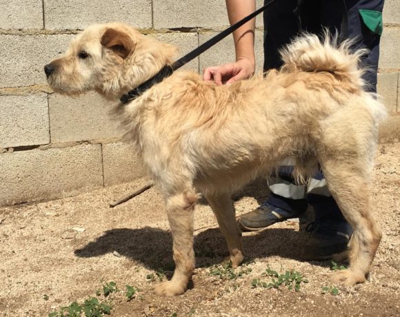 Tomas adopté 27.06.20