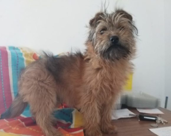 Totto adopté 22.06.19