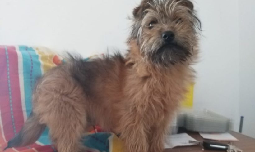 Totto adopté 22.06.19 Totto adopté 22.06.19