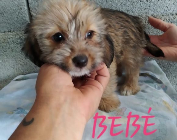 Bebe adoptée 12.10.19