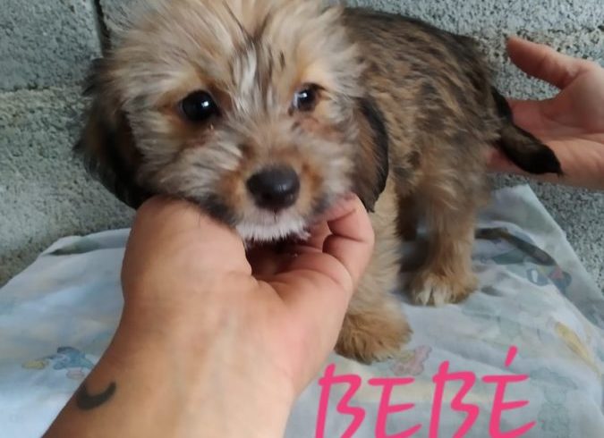 Bebe adoptée 12.10.19 Bebe adoptée 12.10.19