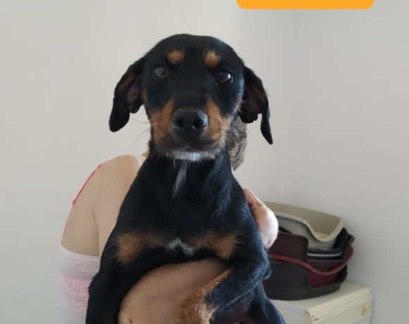 Bicky adoptée 12.10.19