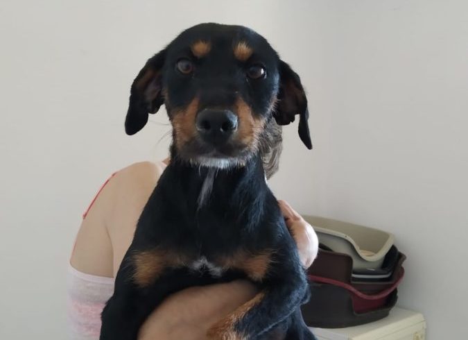 Bicky adoptée 12.10.19 Bicky adoptée 12.10.19