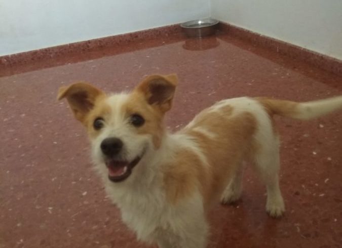 Jara adoptée 22.06.19 Jara adoptée 22.06.19