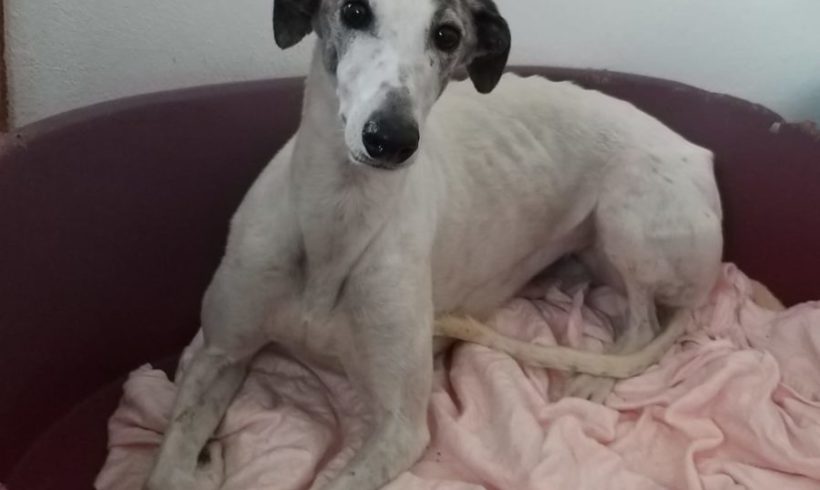 Luna adoptée 12.10.19 Luna adoptée 12.10.19
