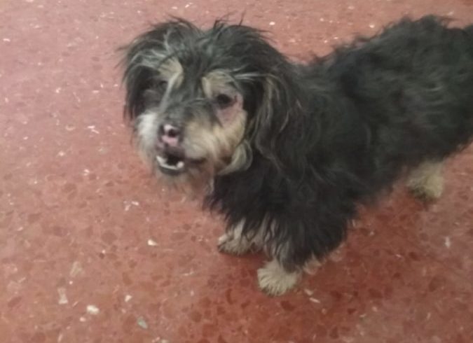 Pepo adopté 20.07.19 Pepo adopté 20.07.19
