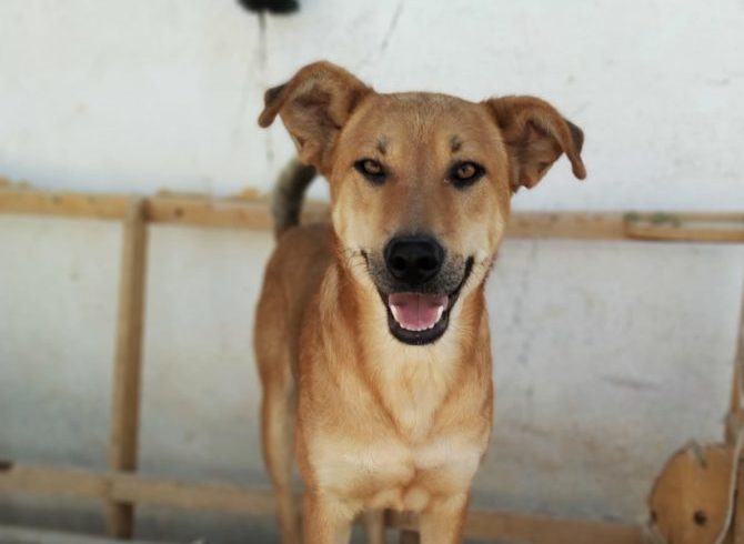 Sunka adopté 7.12.19 Sunka adopté 7.12.19