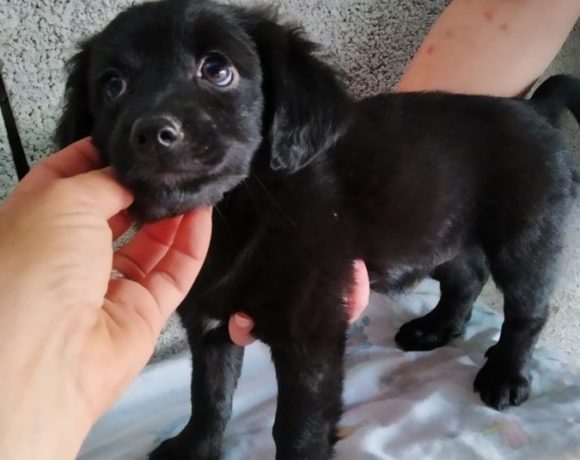 Trufa adoptée 12.10.19