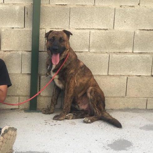 ABE-Balou adopté 27.06.20