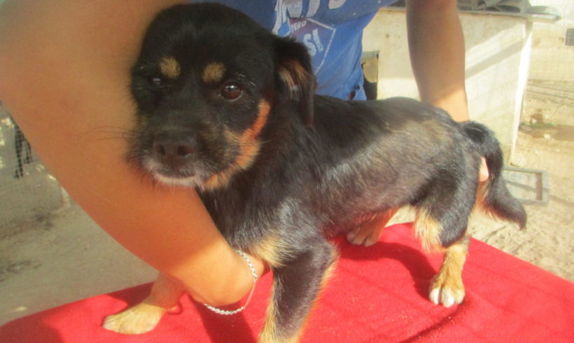 Basti adopté 12.10.19 Basti adopté 12.10.19