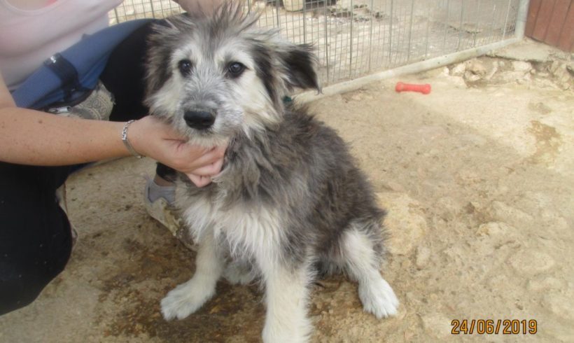Gandalf adopté 12.10.19 Gandalf adopté 12.10.19