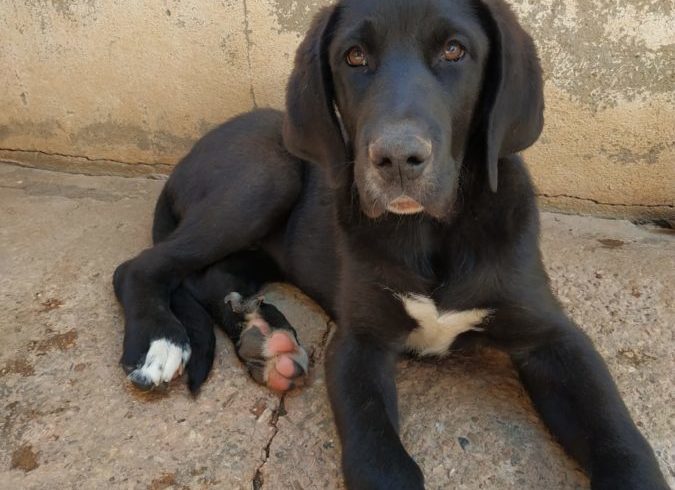 Mandela adopté 12.10.19 Mandela adopté 12.10.19