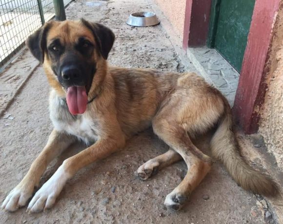 Rea adoptée 29.02.2020