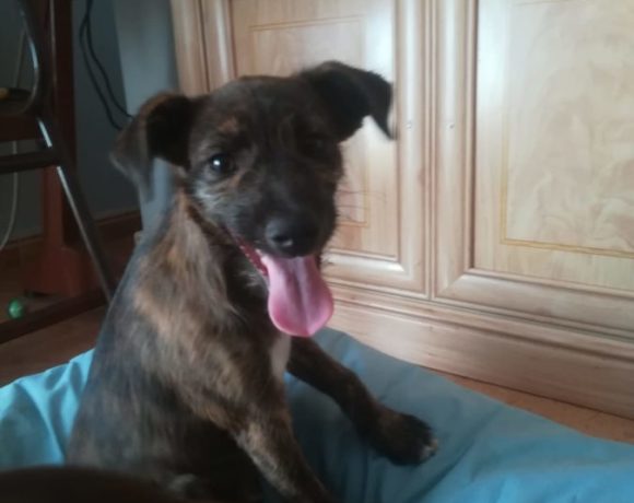Timon-Shaman adopté 12.10.19