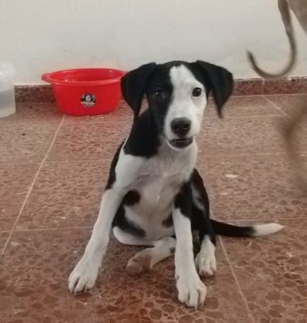 Blossom-Poppy adoptée 12.10.19