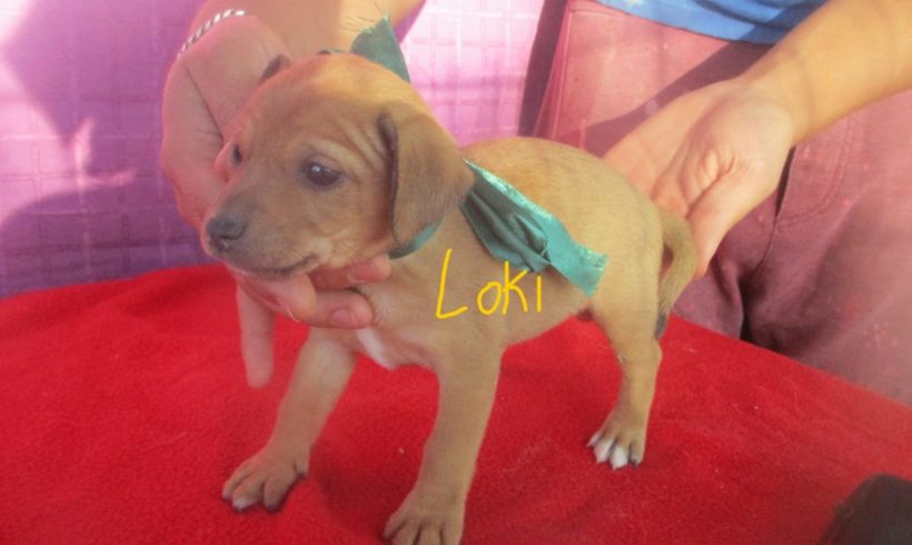 Loki adopté 1.11.19 Loki adopté 1.11.19