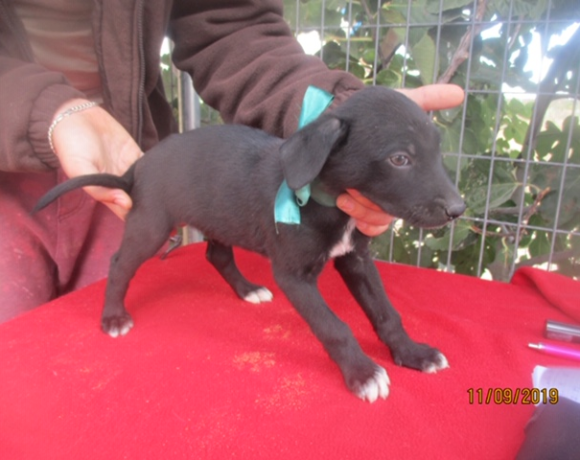 Blaky adopté 7.12.19