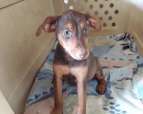 Bonye adoptée 12.10.19